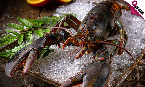 LIVE Canadian Red Lobsters!